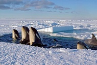Killer Whales Come Up for Air